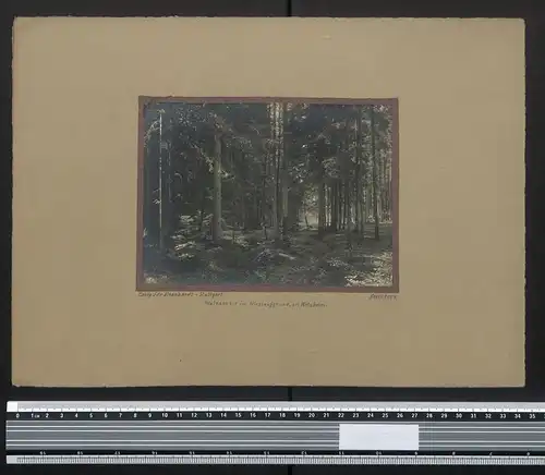 Fotografie Georg Friedrich Leonhardt, Stuttgart, Ansicht Welzheim, Waldpartie im Wieslaufgrund 1924