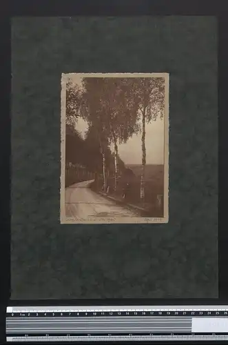 Fotografie Georg Friedrich Leonhardt, Stuttgart, Landstrasse von Birken gesäumt 1919