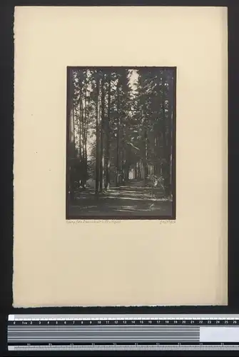 Fotografie Georg Friedrich Leonhardt, Stuttgart, Waldweg im Nadelwald um 1926