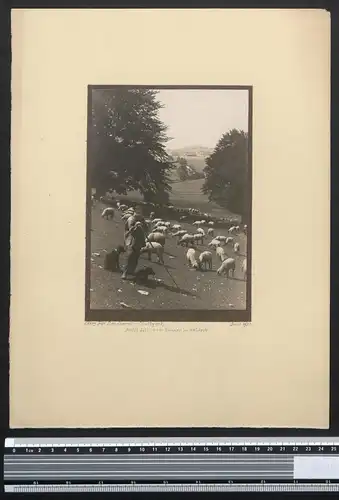 Fotografie Georg Friedrich Leonhardt, Stuttgart, Ansicht Waldeck, Schäfer mit Herde & Hütehunden östlich von Rhoden 1920