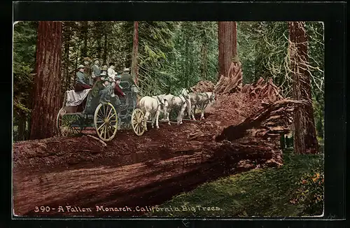 AK a Fallen Monarch, California Big Tree, Kutsche auf einem Baumstamm