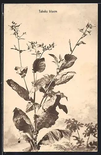 AK Blühende Tabakpflanze