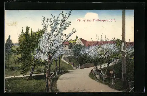 AK Hintergersdorf, Strassenpartie mit Blüten