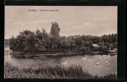 AK Crefeld, Partie im Stadtwald mit Schwänen