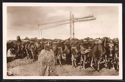 AK Hortobágy, Pferdeherde am Doppelbrunnen