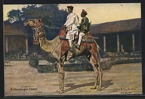 AK A Messenger Camel, Indien
