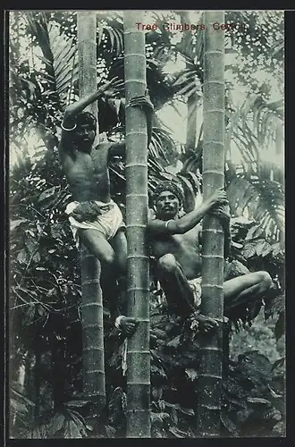 AK Tree Climbers, Ceylon, Singhalesische Baumkletterer