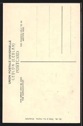 AK Tree Climbers, Ceylon, Singhalesische Baumkletterer