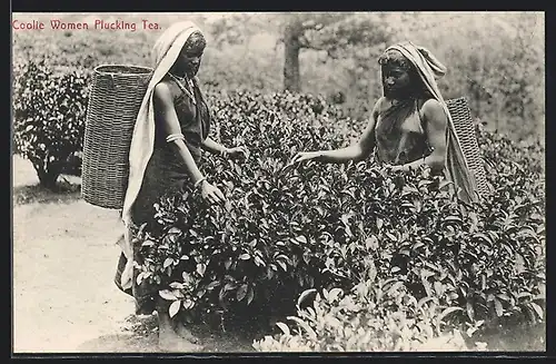 AK Sri Lanka, Coolie Women plucking Tea
