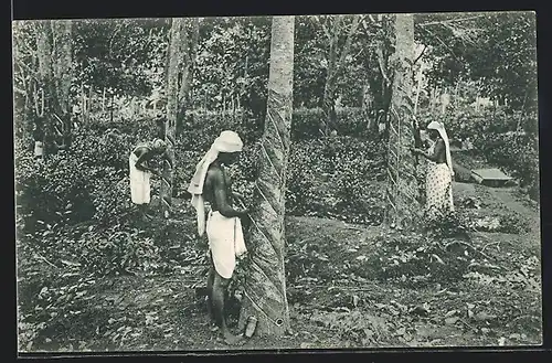 AK Ceylon, Tapping Rubber Trees