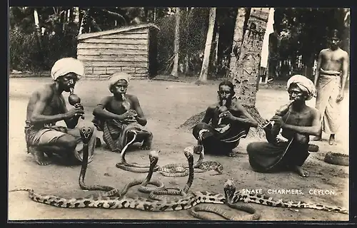 AK Ceylon, Snake Charmers, Singhalesische Schlangenbeschwörer mit Kobras