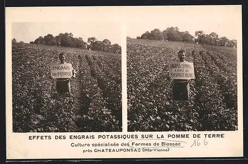 AK Effets des Engrais Potassiques sur la Pomme de Terre