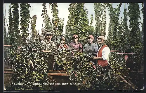 AK Hop-Picking, Londoners picking into Bins