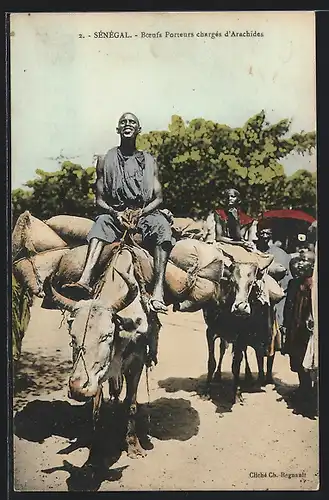 AK Sénégal, Boeufs Porteurs chargés d`Arachides