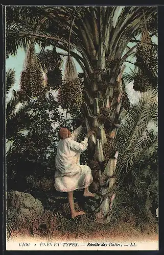 AK Recolte des Datles, Dattelpflücker erklimmt die Dattelpalme