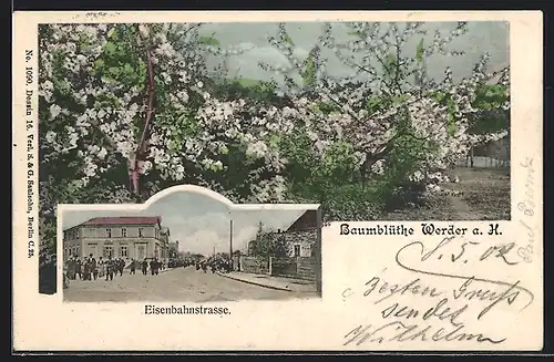 AK Werder /Havel, Baumblüthe, Eisenbahnstrasse mit Passanten, Blühende Bäume
