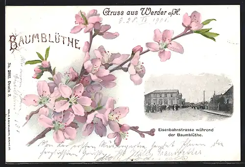Lithographie Werder /Havel, Baumblütenfest, Eisenbahnstrasse während der Baumblüte, Kirschblüten