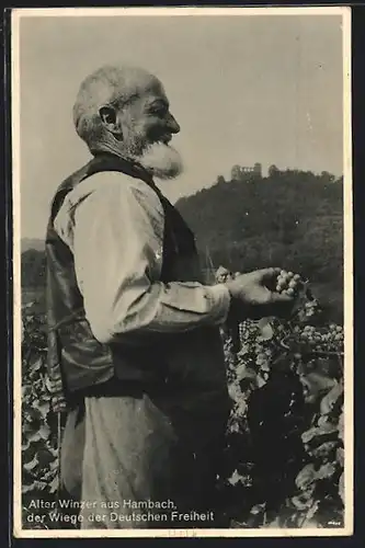AK Hambach, Alter Winzer in seinem Weinfeld