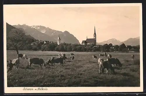 AK Schaan, Panorama gegen Falknis, Kühe