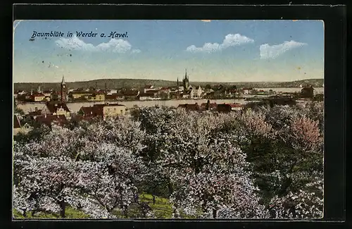 AK Werder a. Havel, Wald blühender Bäume vor Stadtpanorama