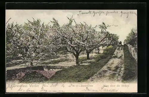 AK Werder, Weg über die Höhen mit blühenden Bäumen