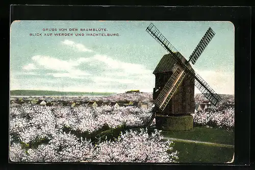 AK Werder, Windmühle zur Baumblüte