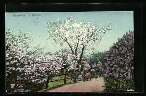 AK Werder, Strassenpartie zwischen blühenden Bäumen