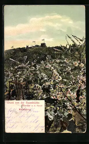 AK Werder /Havel, Gruss von der Baumblüte, Wachtelberg