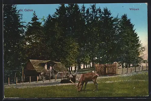AK St. Gallen, Hirsche im Wildpark