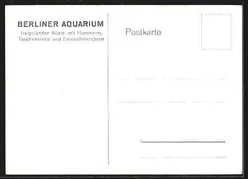 Künstler-AK Berliner Aquarium, Helgoländer Küste mit Hummern, Taschenkrebs und Einsiedlerkrebsen