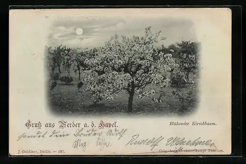Mondschein-AK Werder /Havel, Blühender Kirschbaum