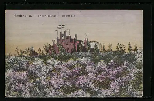 AK Werder /Havel, Gaststätte Friedrichshöhe, Baumblüte