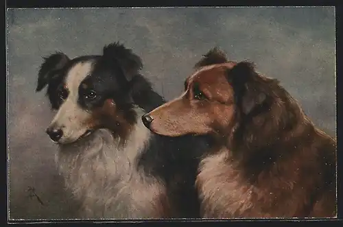 Künstler-AK Carl Reichert: Colleys, Schottische Schäferhunde
