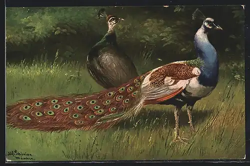 Künstler-AK Alfred Schönian: Pfau und Henne auf einer Wiese