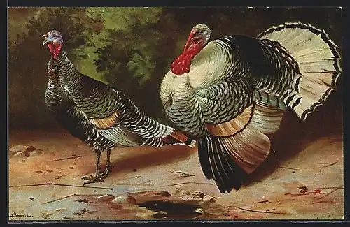 Künstler-AK Alfred Schönian: zwei Puten, Hahn und Henne