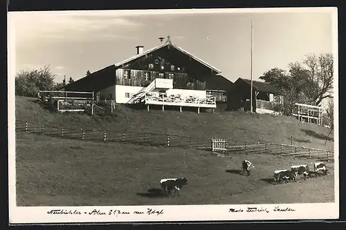 AK Piding, Neubichler Alm am Högl, Gasthof mit weidenden Kühen