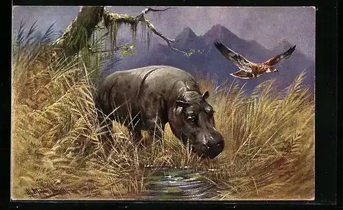 Künstler-AK M. Müller jun.: Nilpferd an Wasserstelle, Flusspferd