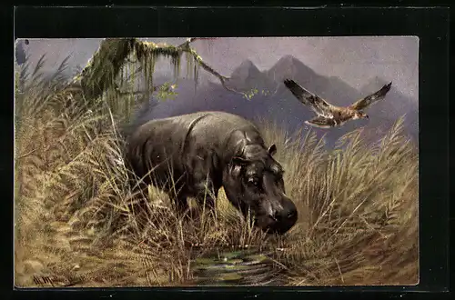 Künstler-AK M. Müller jun.: Nilpferd an Wasserstelle, Flusspferd