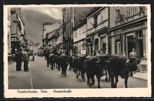 AK Friedrichroda, Kühe werden durch die Hauptstrasse getrieben