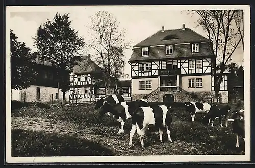 AK Albrechts, Landgut Aschenhof, grasende Kühe vor Ferienheim