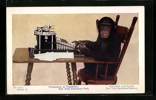 AK Chimpanzee at Typewriter at New York Zoological Park, Affe an einer Schreibmaschine