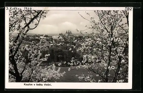 AK Kourim, Celkový pohled, Kvetu tresni