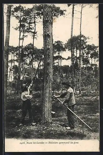 AK Dans les Landes, Resiniers gemmant les pins, Forstwirtschaft