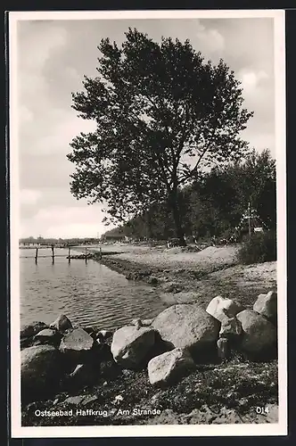 AK Haffkrug, steinige Strandpartie mit Baum