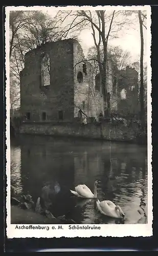 AK Aschaffenburg a. M., Schöntalruine am Fluss mit Schwänen