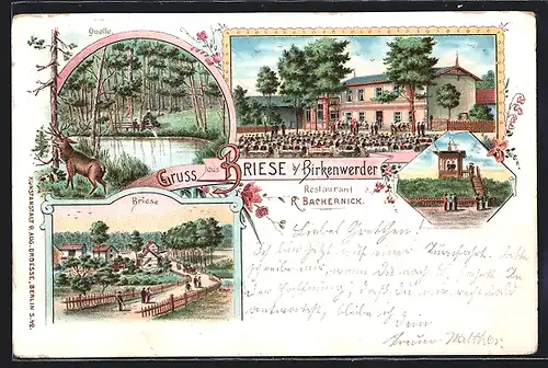 Lithographie Briese b. Birkenwerder, Restaurant Bachernick, Ortsansicht und Quelle