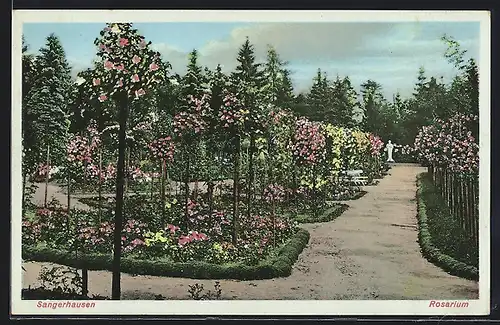 AK Sangerhausen, Partie im Rosarium im Frühling