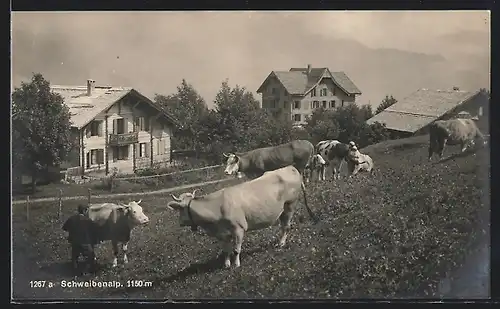 AK Giessbach, Schweibenalp mit Kühen