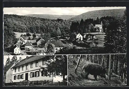 AK Einsiedel /Spessart, Gasthaus-Pension Josef Buscher, Wildschwein