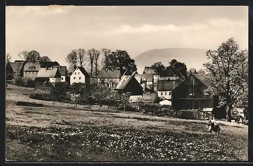AK Mauersberg /Erzgeb., Ortsansicht über Feld mit weidender Kuh